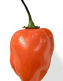 CHILE HABANERO