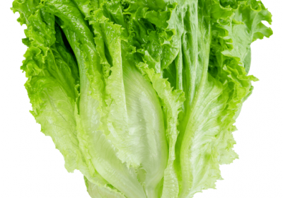 Lettuce-Romaine / Cos